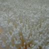 Membrane d'ultrafiltration 0,01 µm de rechange pour purificateur d'eau ORISA®